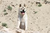 AKITA AMERICAIN 081